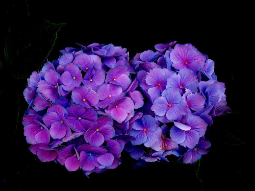 795948 (a): :1920x1440
